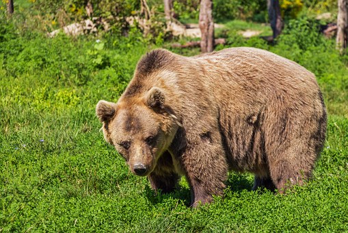 Nathan Bear Picks